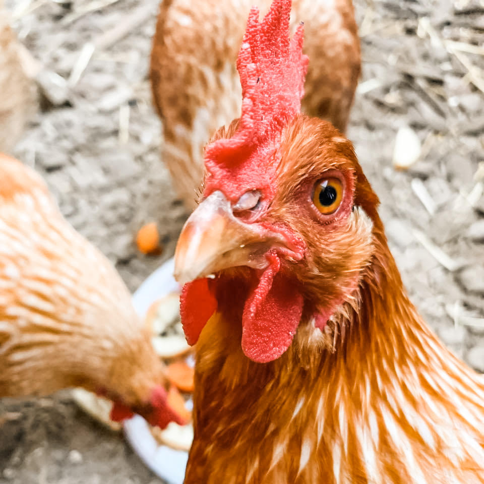 Raising Backyard Chickens – 11 Things Nobody Ever Told Me