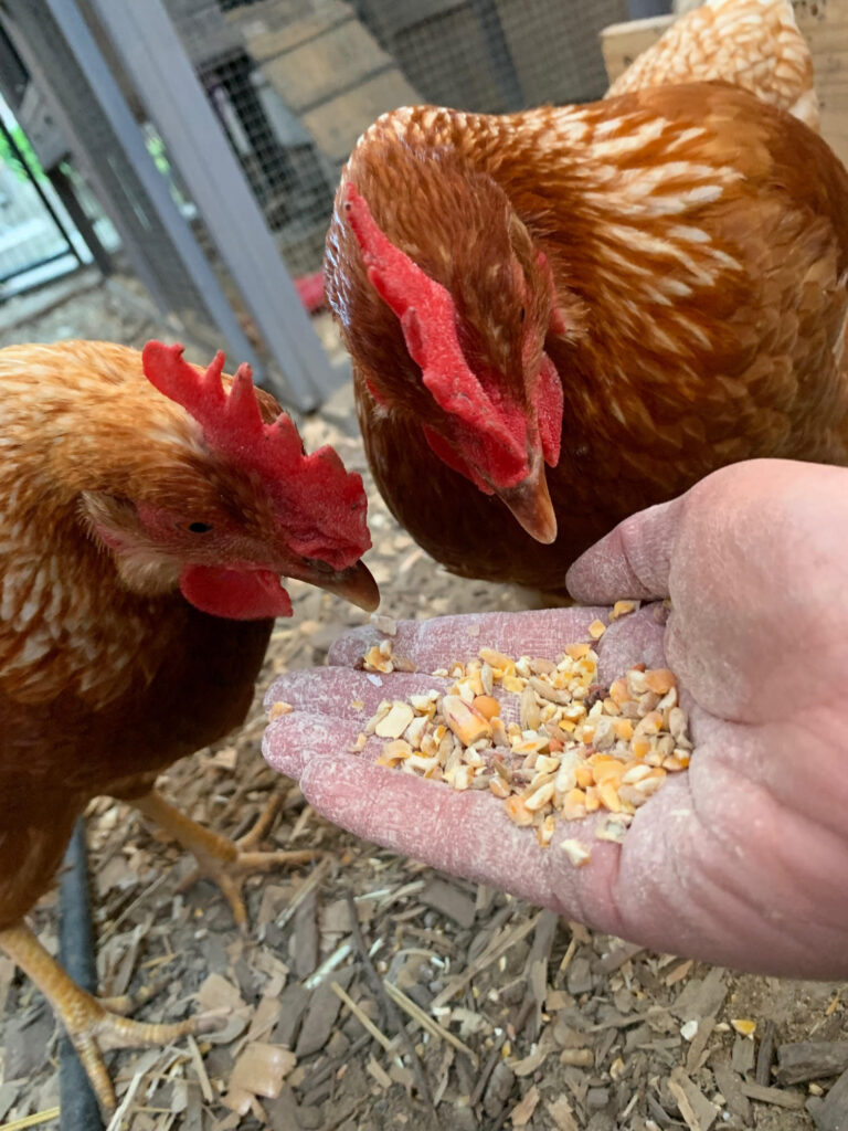 Two backyard chickens looking at a handful of cracked corn