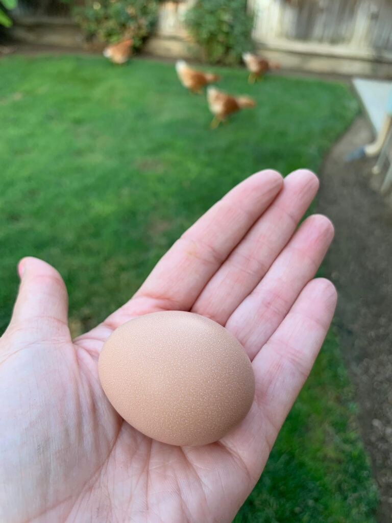 Cinnamon Queen brown egg in a hand near the backyard chickens.