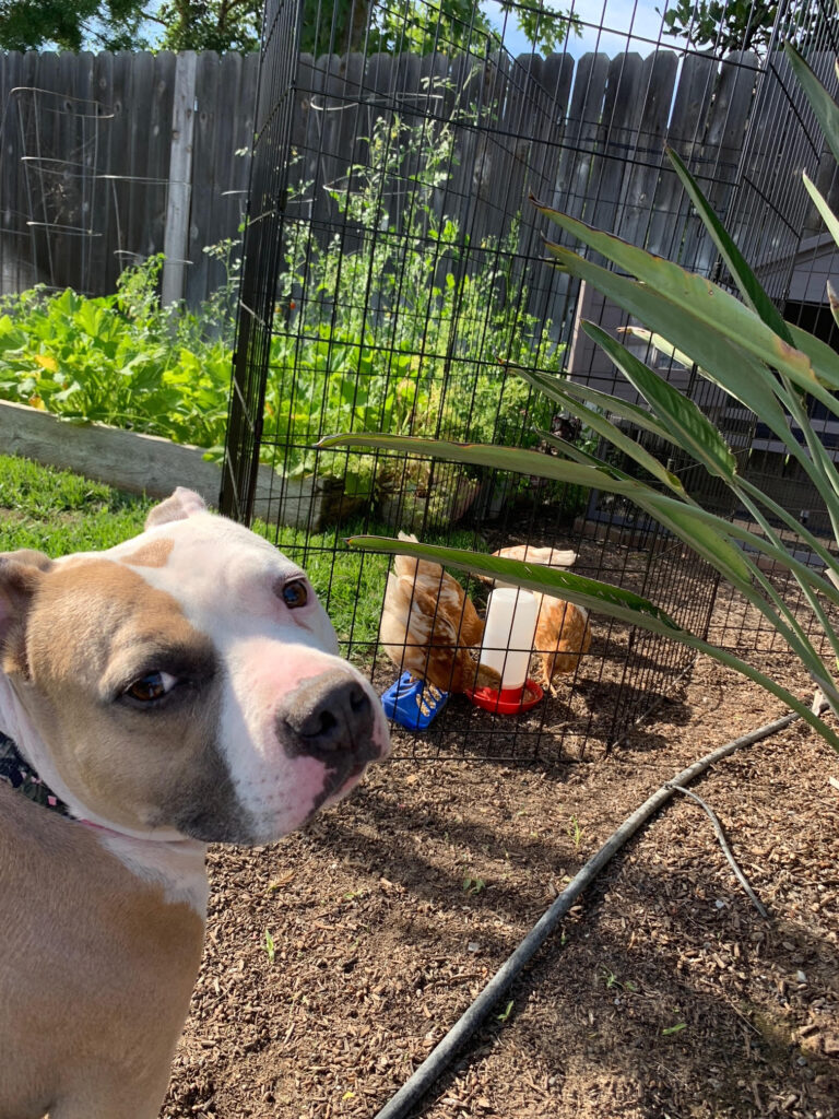 Friendly pit bull dog watching over young Cinnamon Queen chickens 